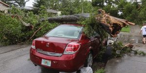 Emergency Tree Removal Costs