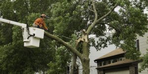 Tree Branch Removal Costs
