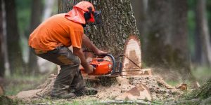Tree Removal Cost Guide
