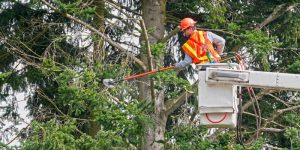 Tree Trimming Cost Guide